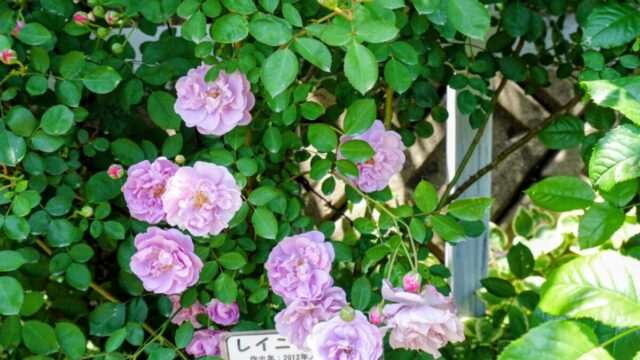 広川バラ園のバラ