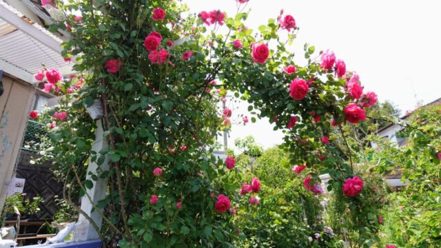 広川バラ園のバラ