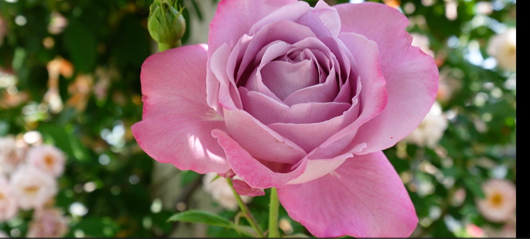 小川立夫 薔薇 12号 小川立夫 薔薇 12号 【公式通販】