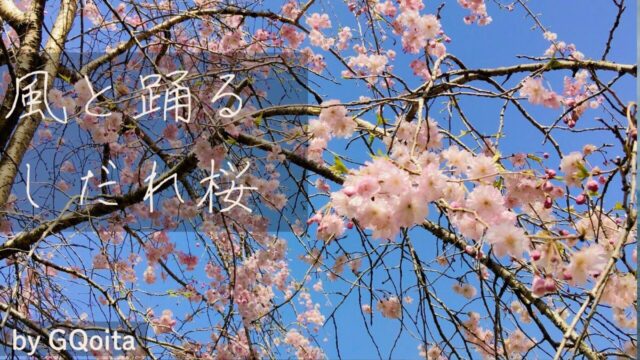 青空の下で満開にサクピンクのしだれ桜