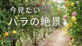 千財バラ園の写真