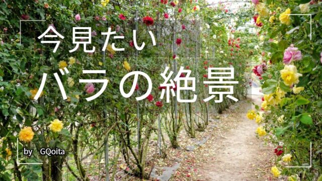 千財バラ園の写真