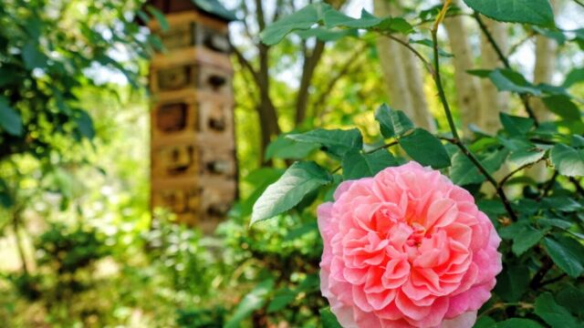 大神ファームのバラ