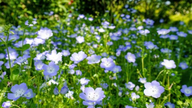 大神ファームのネモフィラ