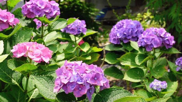妙顕寺紫陽花むらさき