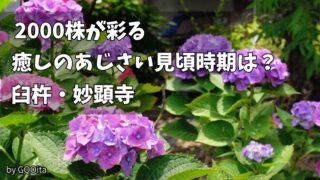 妙顕寺のあじさい