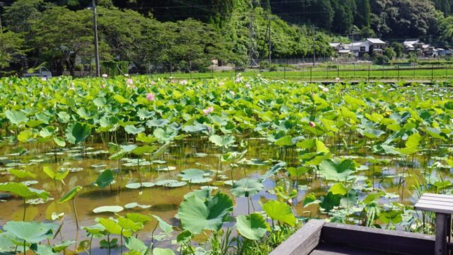 臼杵石仏公園のハス畑