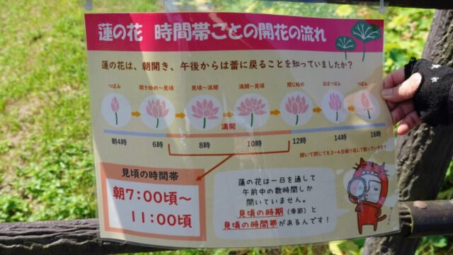 蓮の花時間帯ごとの流れ