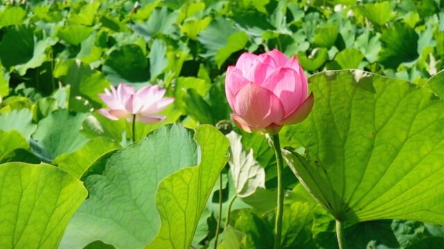 臼杵石仏公園の蓮のつぼみ